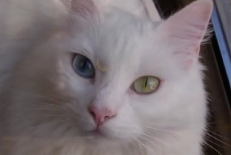 Greta (from the Happy cat video) (pal of Antonello and Roberta in Italy)