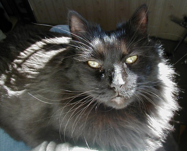 King George (a  friend to Happy Rhodes)