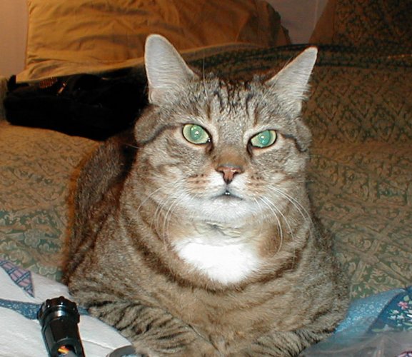 T-Bone (a  friend to Happy Rhodes)