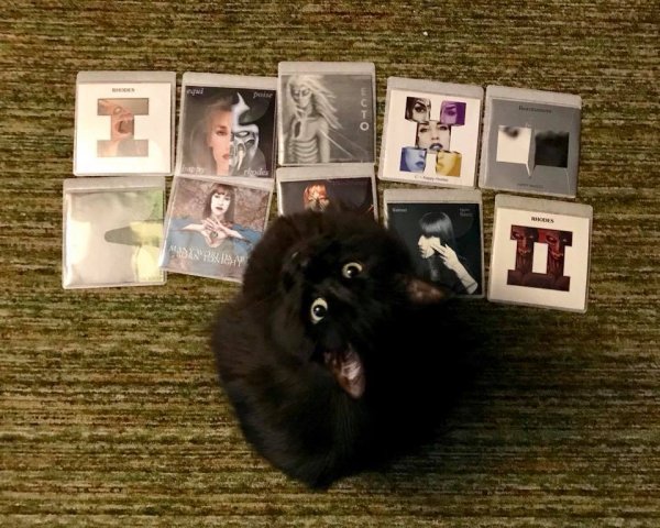 Luna Softpaws (owns Geoffrey Simmons)